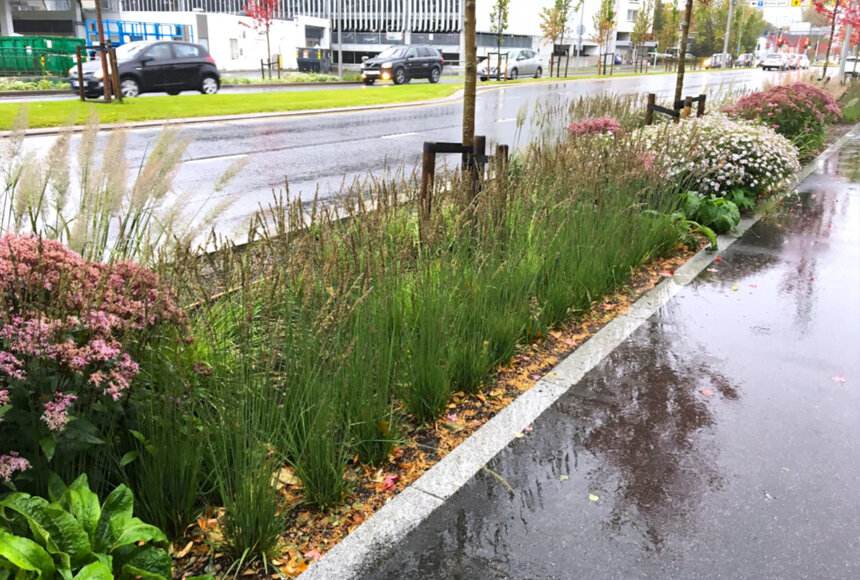 Um sistema húmido de vala biológica e jardim de chuva urbano integrado numa paisagem urbana moderna com vegetação exuberante a capturar o escoamento superficial após a chuva